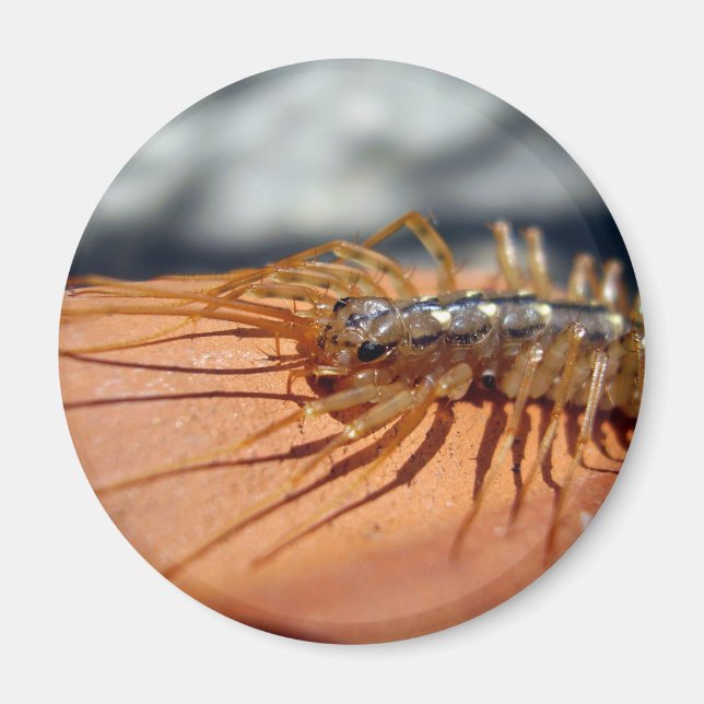 Scutigera Coleoptrata Magnet (Vorne)