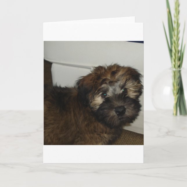 SCWT-Welpe Karte (Vorderseite)