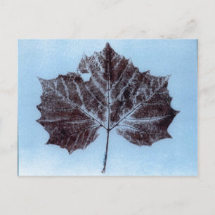 "Scymore Leaf #1" Landstraßen Postkarte