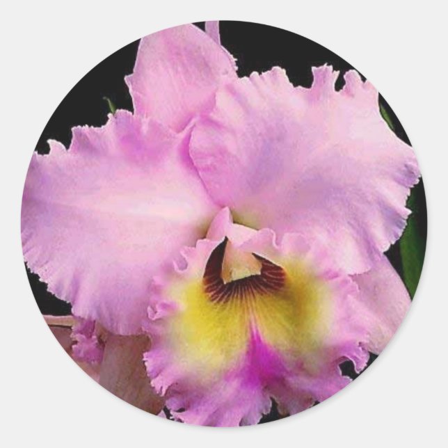 Sdorquidea Runder Aufkleber (Vorderseite)