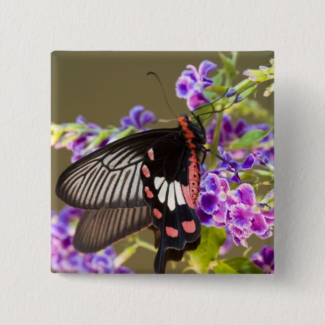 SE Asia, Thailand, Doi Inthanon, Papilio Button (Vorderseite)