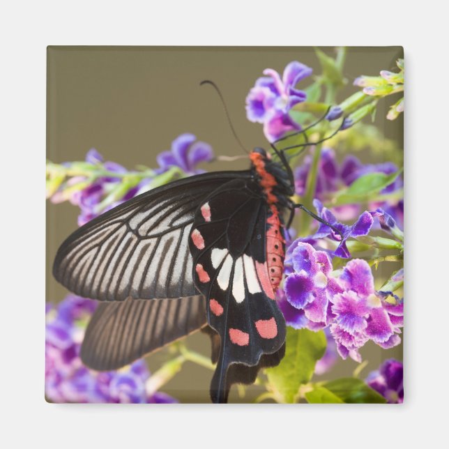 SE Asia, Thailand, Doi Inthanon, Papilio Magnet (Vorne)