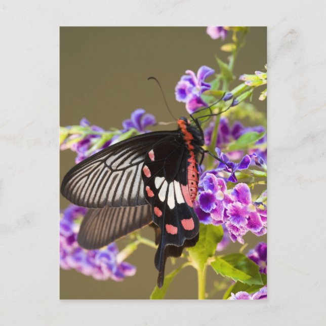 SE Asia, Thailand, Doi Inthanon, Papilio Postkarte (Vorderseite)