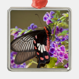 SE Asia, Thailand, Doi Inthanon, Papilio Silbernes Ornament