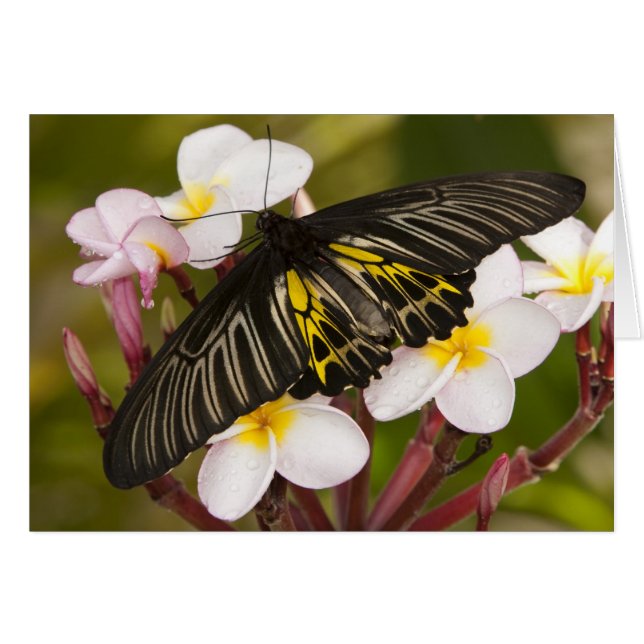SE Asien, Thailand, Khon Kaen (Vorderseite (Horizontal))