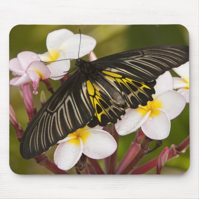 SE Asien, Thailand, Khon Kaen Mousepad (Vorne)