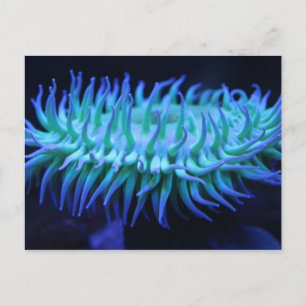 Sea Anemone # 1 Postkarte