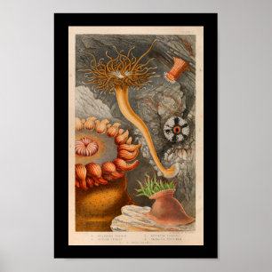 Sea Anemone Marine Life Color Art Print Poster