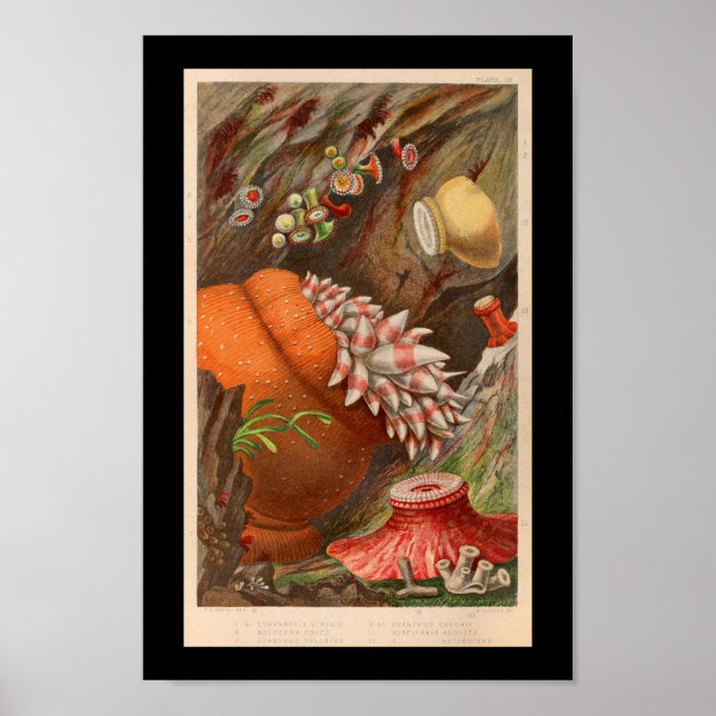 Sea Anemone Red Marine Life Print Poster (Vorne)