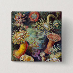 Sea Anemone Scientific Nature Ocean Button