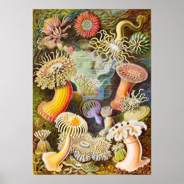 Sea Anemones, 1904 von Haeckel Poster (Vorne)