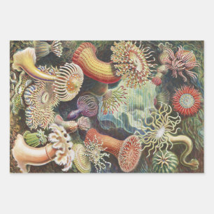 Sea Anemones, Actiniae Seeanemonen Ernst Haeckel Geschenkpapier Set