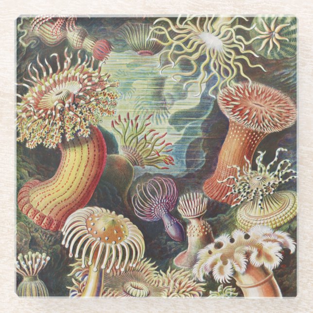Sea Anemones, Actiniae Seeanemonen Ernst Haeckel Glasuntersetzer (Vorderseite)