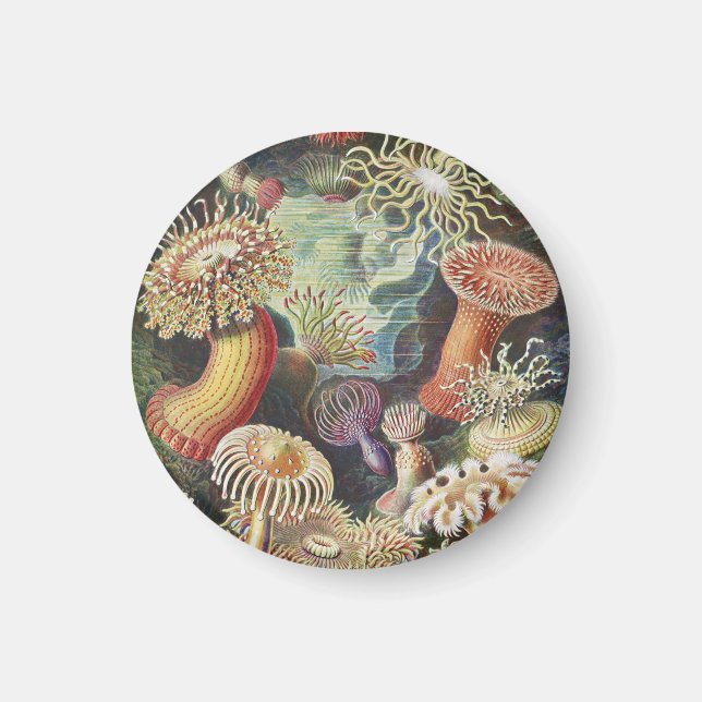 Sea Anemones, Actiniae Seeanemonen Ernst Haeckel Magnet (Vorne)