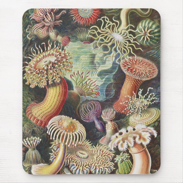 Sea Anemones, Actiniae Seeanemonen Ernst Haeckel Mousepad (Vorne)