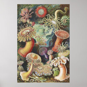 Sea Anemones, Actiniae Seeanemonen Ernst Haeckel Poster