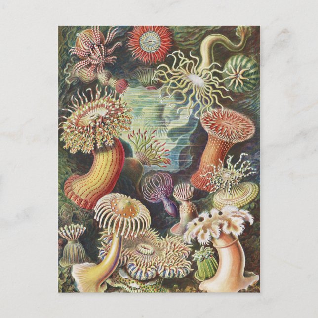 Sea Anemones, Actiniae Seeanemonen Ernst Haeckel Postkarte (Vorderseite)