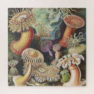 Sea Anemones, Actiniae Seeanemonen Ernst Haeckel Puzzle