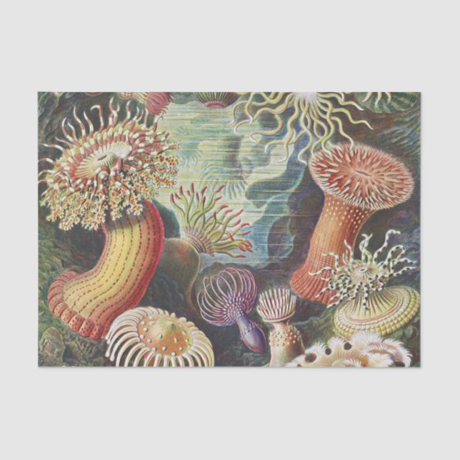 Sea Anemones, Actiniae Seeanemonen Ernst Haeckel Seidenpapier (Vorderseite)