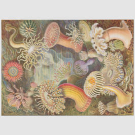 Sea Anemones Ernst Haeckel Dekoupage Tissue Paper Seidenpapier