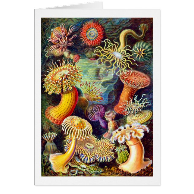 Sea Anemones Ernst Haeckel Fine Art (Vorne)