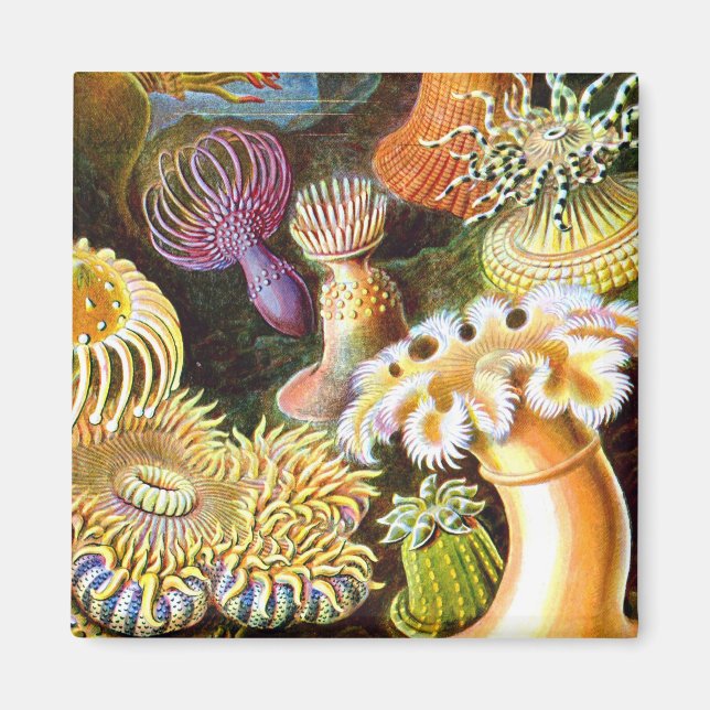 Sea Anemones Ernst Haeckel Fine Art Magnet (Vorne)
