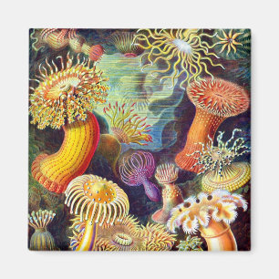 Sea Anemones Ernst Haeckel Fine Art Magnet