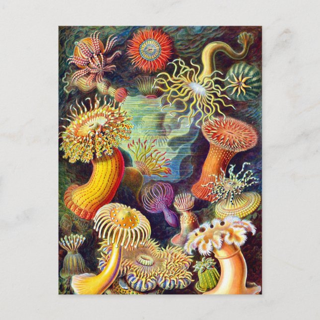 Sea Anemones Ernst Haeckel Fine Art Postkarte (Vorderseite)