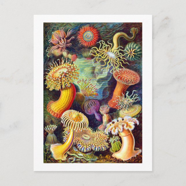 Sea Anemones Ernst Haeckel Fine Art Postkarte (Vorderseite)