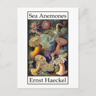 Sea Anemones von Ernst Haeckel Postkarte