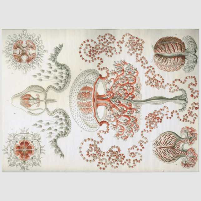Sea Anthomedusae Ernst Haeckel Decoupage Seidenpapier (Vorderseite)