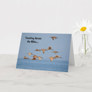 Sea Birds Flying Nice Pub Card Karte