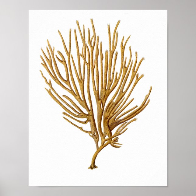 Sea Coral No.12 Antike Naturgeschichte Print Poster (Vorne)