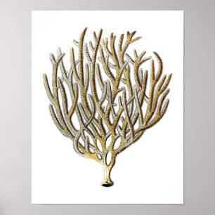 Sea Coral No.1 Antique Natural History Print Poster