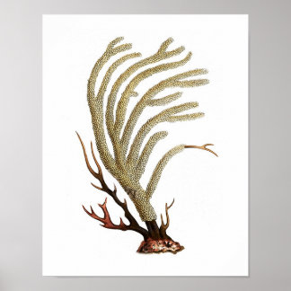 Sea Coral No.2 Antique Natural History Print Poster
