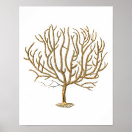 Sea Coral No.4 Antique Natural History Print Poster