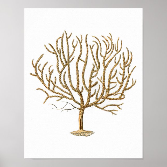 Sea Coral No.4 Antique Natural History Print Poster (Vorne)