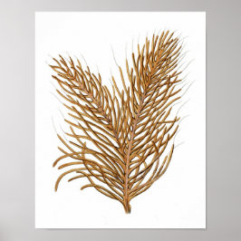 Sea Coral No.8 Antique Natural History Print Poster