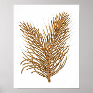 Sea Coral No.8 Antique Natural History Print Poster