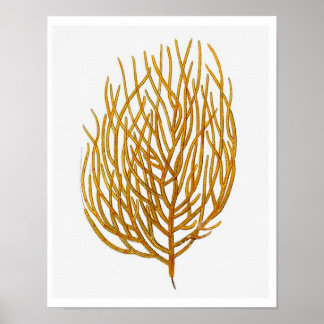Sea Coral No.9 Antike Naturgeschichte Print Poster