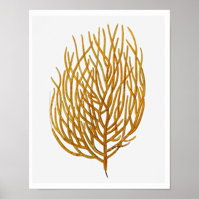 Sea Coral No.9 Antike Naturgeschichte Print Poster (Vorne)