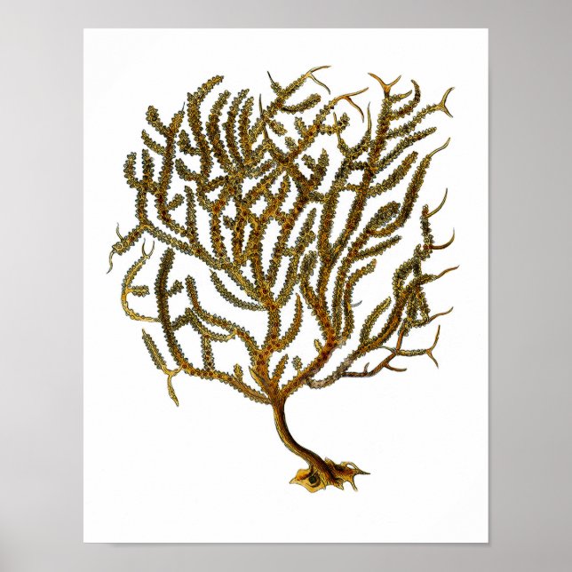 Sea Coral Nr. 11 Stranddekoration Art Print Poster (Vorne)