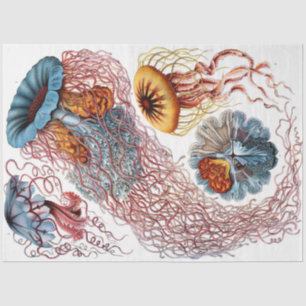 Sea Discomedusae 8 Ernst Haeckel Decoupage Seidenpapier