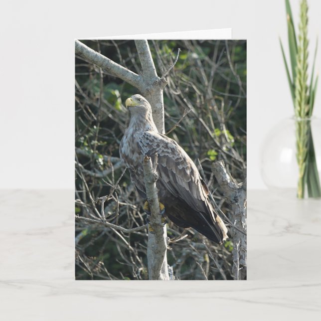 Sea Eagle in Schottland Karte (Vorderseite)