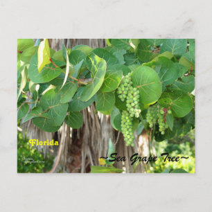 Sea Grapes Tree Bush Florida Postcard Postkarte