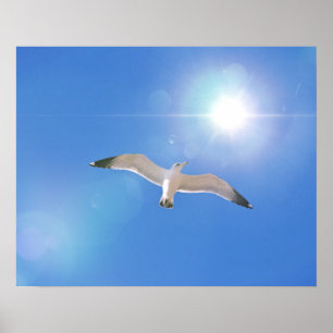Sea Gull Bird Flying Sun Fotografy Art Print Poster