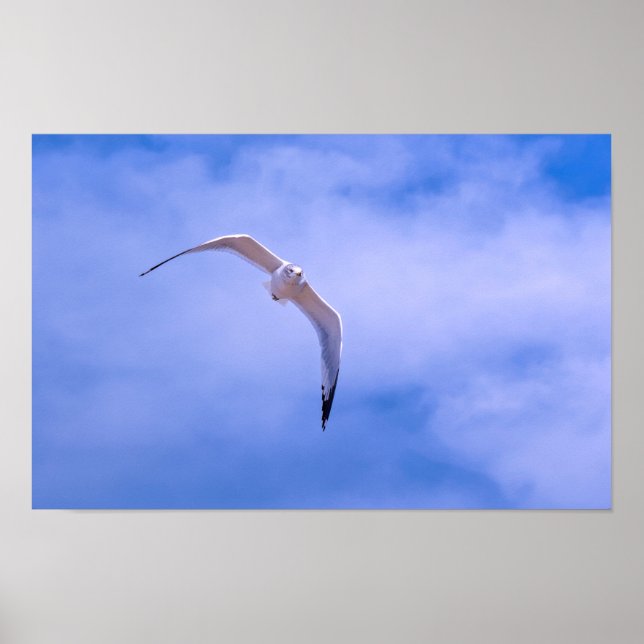 Sea gull in flight poster (Vorne)