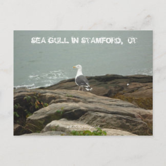 SEA GULL IN STAMFORD, CT, $B.A.K.$ ... POSTKARTE
