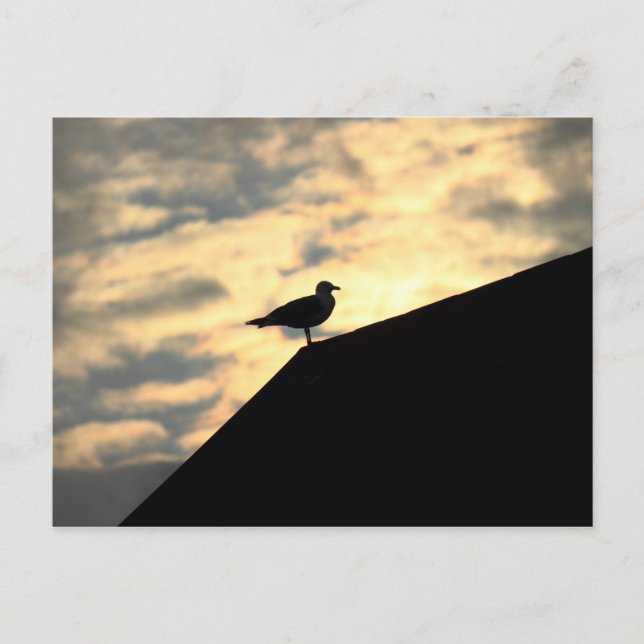 Sea Gull Sunset Postkarte (Vorderseite)