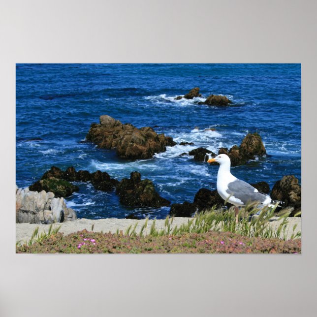 Sea Gull vor der Pazifikküste, Foto Poster (Vorne)